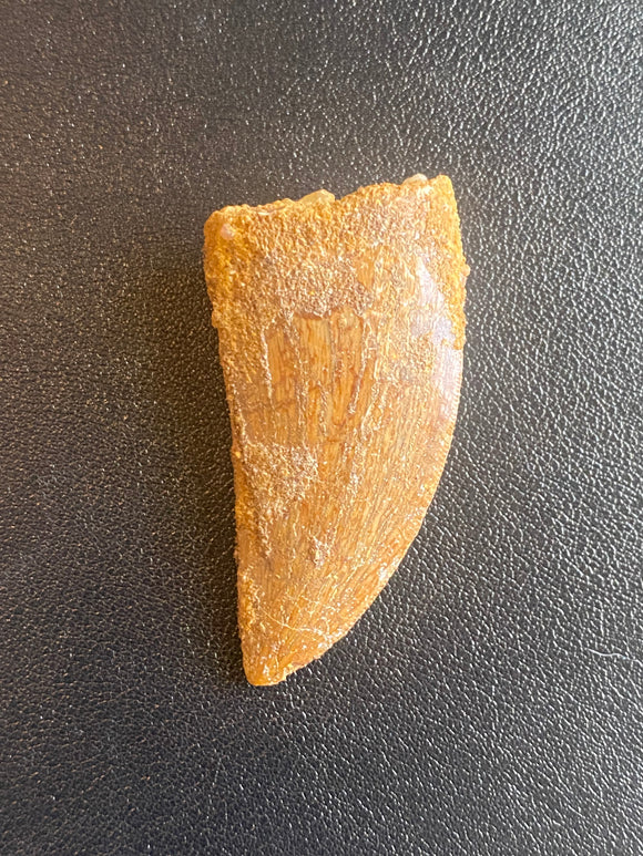 theropod dinosaur tooth front