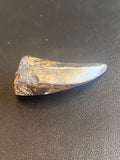 Albertosaurus Libratus Dinosaur Tooth | Eastern Montana